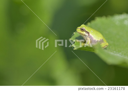 Japanese black frog Japanese black frog 23161178