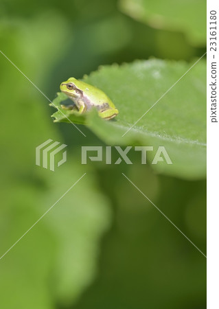 Japanese black frog Japanese black frog 23161180