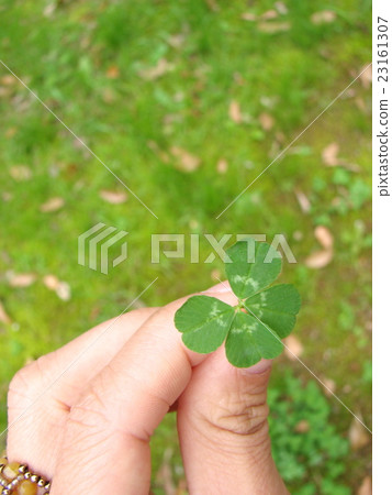 Four leaves clover 23161307