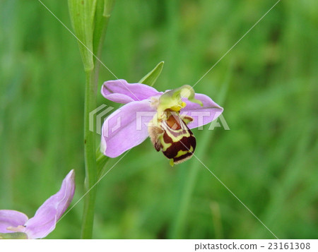Wild orchid orchid Ophrys apifera 23161308