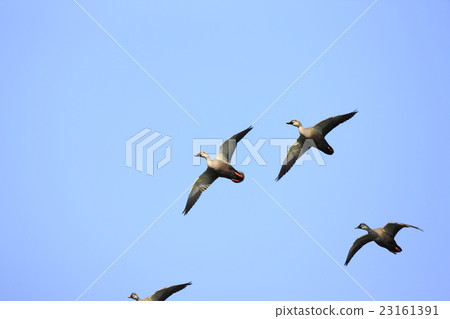 Flying flying caramo Flying flying caramo 23161391