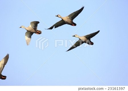 Flying flying caramo 23161397