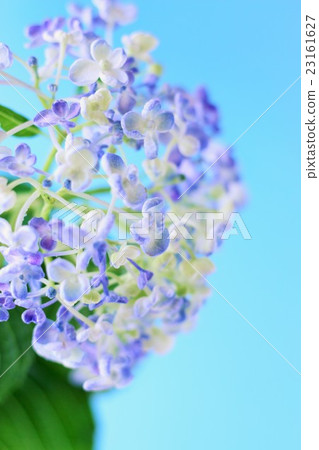 繡球  繡球 23161627