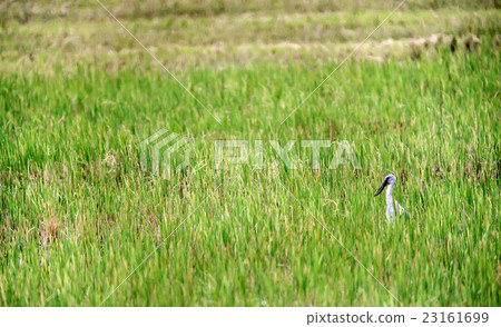 Asian Open-billed stork Asian Open-billed stork 23161699