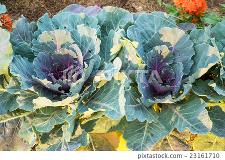 Closeup Longlived Cabbage, Chinese kale vegetable 23161710