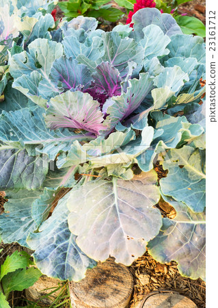 Closeup Longlived Cabbage, Chinese kale vegetable 23161712