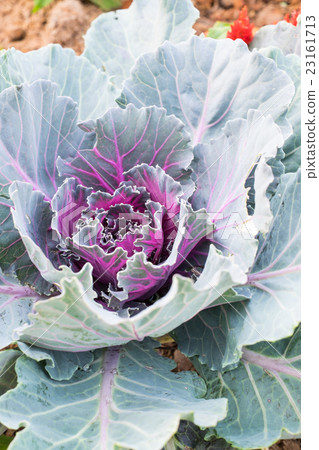 Closeup Longlived Cabbage, Chinese kale vegetable 23161713