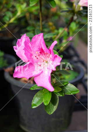 Beautiful of a blooming Pink Azalea flowers Beautiful of a blooming Pink Azalea flowers 23161715