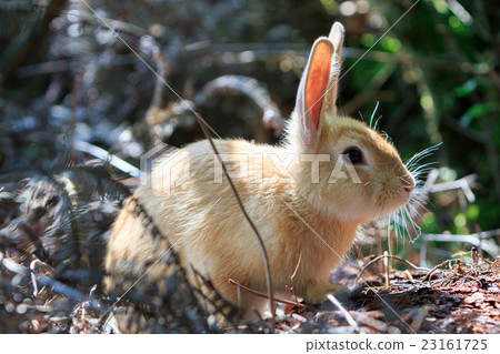 Wild Rabbit - Rabbit's Paradise Okunoshima - Wild Rabbit - Rabbit's Paradise Okunoshima - 23161725