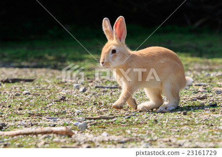 Wild Rabbit - Rabbit's Paradise Okunoshima - Wild Rabbit - Rabbit's Paradise Okunoshima - 23161729