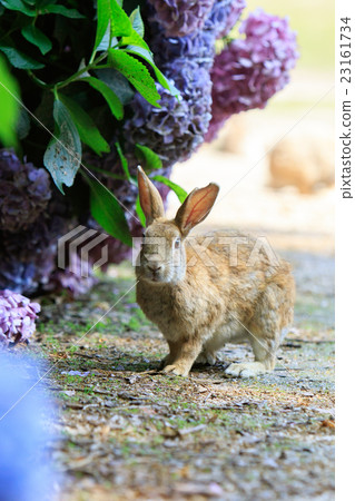 Wild rabbit and hydrangea - Paradise of rabbits Okunoshima - Wild rabbit and hydrangea - Paradise of rabbits Okunoshima - 23161734
