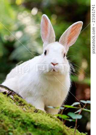 Wild Rabbit - Rabbit's Paradise Okunoshima - Wild Rabbit - Rabbit's Paradise Okunoshima - 23161741