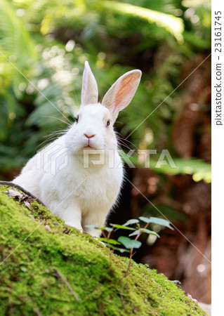 野兔 - 兔子天堂Okunoshima  -  23161745