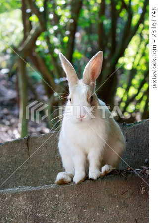 Wild Rabbit - Rabbit's Paradise Okunoshima - 23161748