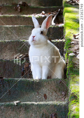 野兔 - 兔子天堂Okunoshima  -  23161749