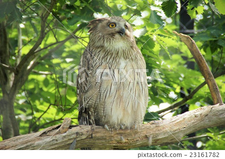 Shimous owl Shimous owl 23161782