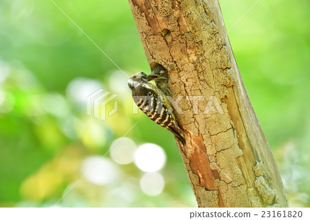 Kogera's parenting Kogera's parenting 23161820