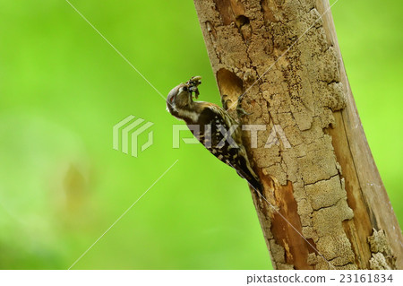 Kogera's parenting Kogera's parenting 23161834