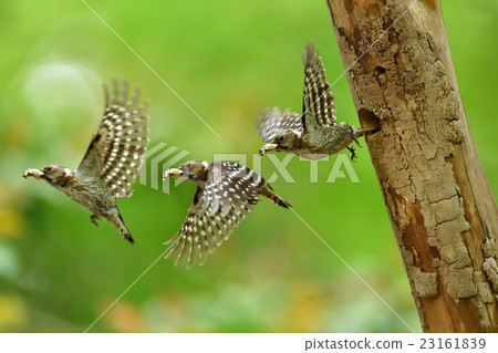 Kogera flight Kogera flight 23161839