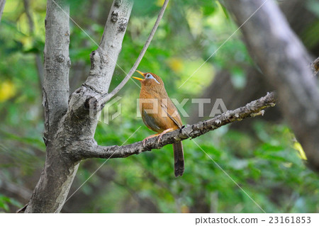 Caterpillar 23161853