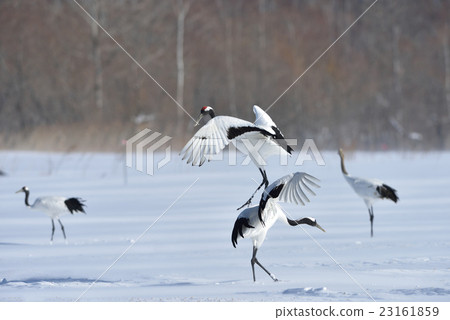 丹頂鶴 23161859