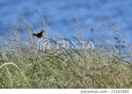 Hojiro含有留在河邊草地的食物 23161860