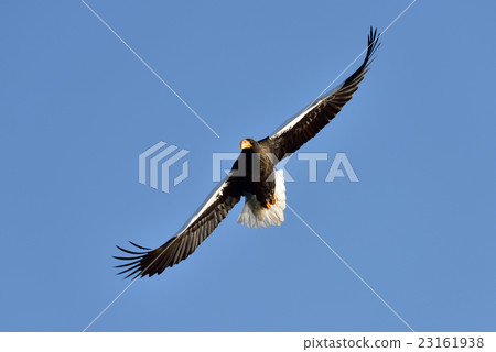 聖梨 聖梨 23161938