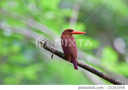 赤翡翠 赤翡翠 23161956