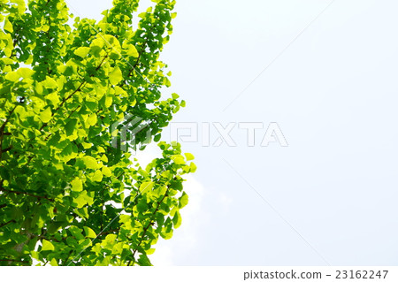 Ginkgo and the sky of summer 10 Ginkgo and the sky of summer 10 23162247