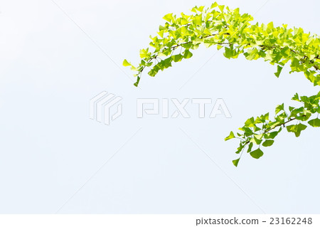 The summer ginkgo and sky 11 The summer ginkgo and sky 11 23162248