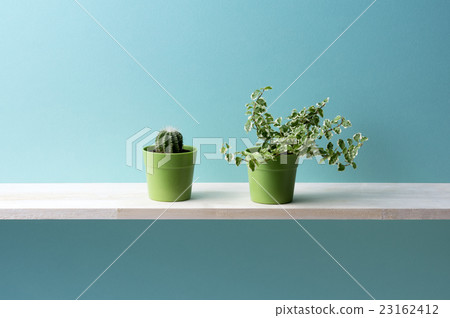 藍色背景和觀賞植物 23162412