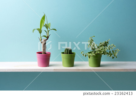 藍色背景和觀賞植物 藍色背景和觀賞植物 23162413