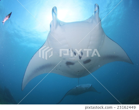 Manta approaching Manta approaching 23162449