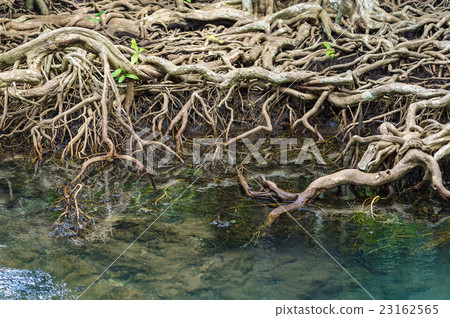mangrove trees mangrove trees 23162565