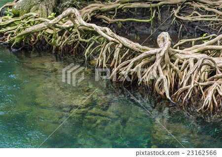 mangrove trees 23162566