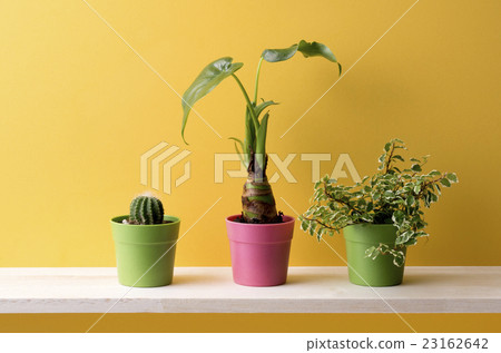 黃色背景和葉子植物 黃色背景和葉子植物 23162642