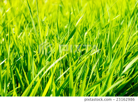 beautiful light green barley. Structure Green beautiful light green barley. Structure Green 23162986