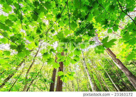 Fresh green maple 23163172