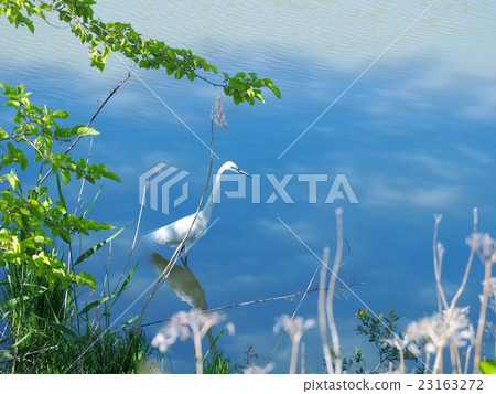 湖的處女 湖的處女 23163272