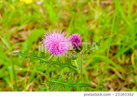 Thistle Thistle 23163382