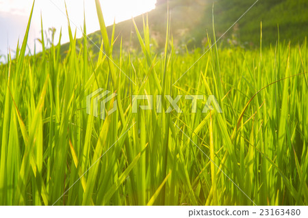 Terraced rice fields on sunlight, soft focus Terraced rice fields on sunlight, soft focus 23163480