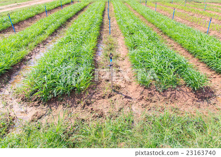 Water spinach or Ipomoea aquatica plantation Water spinach or Ipomoea aquatica plantation 23163740