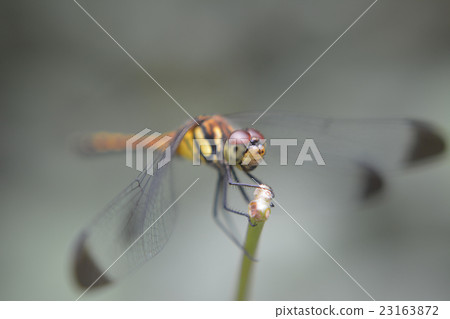Dragonfly  23163872