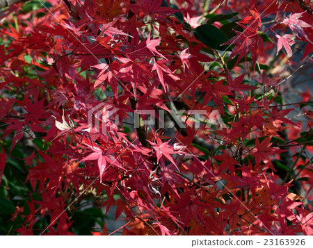 Fall style, autumn leaves 2 Fall style, autumn leaves 2 23163926