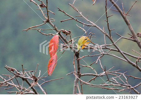 Autumn style, persimmon autumn leaves Autumn style, persimmon autumn leaves 23163927
