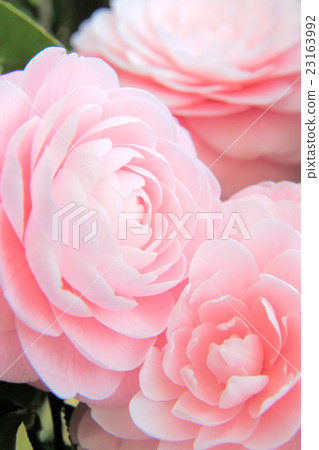 茶花 23163992