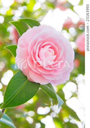 茶花 23163993