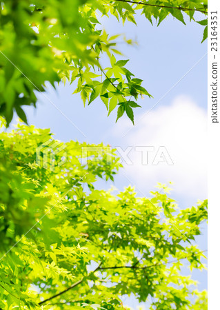 Fresh green maple Fresh green maple 23164351
