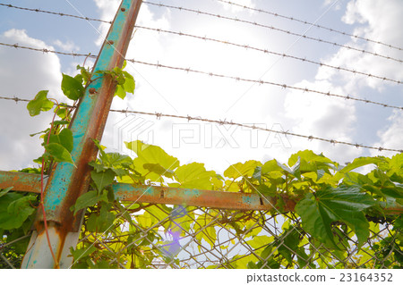 Leaves entangled with fence Leaves entangled with fence 23164352