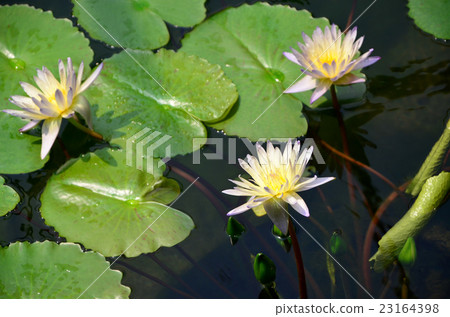 Water lily 23164398
